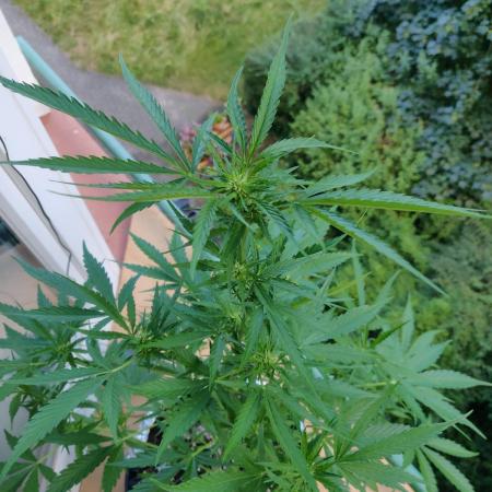 Northern Lights Automatic 2026 Balcony
