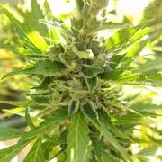 Northern Lights Automatic 2026 Balcony