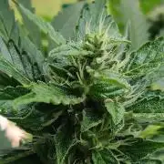 Northern Lights Automatic 2026 Balcony
