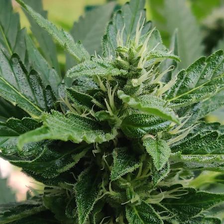 Northern Lights Automatic 2026 Balcony