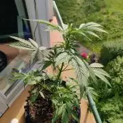 Northern Lights Automatic 2026 Balcony