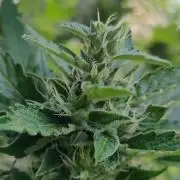 Northern Lights Automatic 2026 Balcony