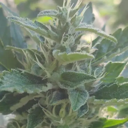 Northern Lights Automatic 2026 Balcony
