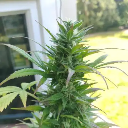 White Label Super Skunk Automatic