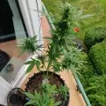 White Label Super Skunk Automatic