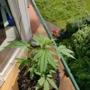 Northern Lights Automatic 2026 Balcony