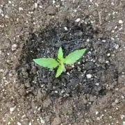 Northern Lights Automatic 2026 Balcony