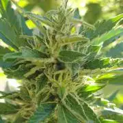 Northern Lights Automatic 2026 Balcony
