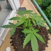 Northern Lights Automatic 2026 Balcony