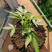 Northern Lights Automatic 2026 Balcony
