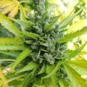 Northern Lights Automatic 2026 Balcony