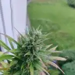 White Label Super Skunk Automatic