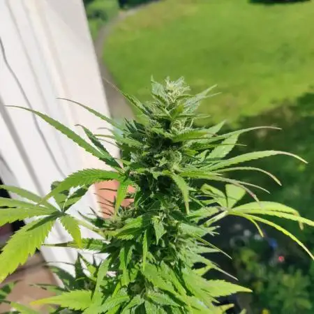 White Label Super Skunk Automatic