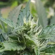 Northern Lights Automatic 2026 Balcony