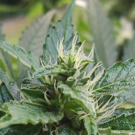 Northern Lights Automatic 2026 Balcony