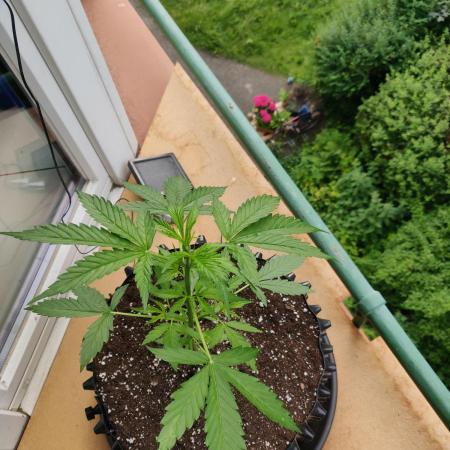 Northern Lights Automatic 2026 Balcony