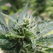 Northern Lights Automatic 2026 Balcony