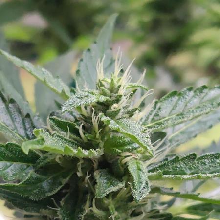 Northern Lights Automatic 2026 Balcony
