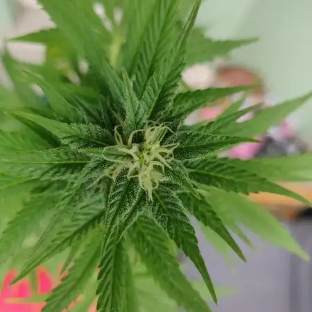 White Label Super Skunk Automatic