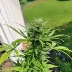 White Label Super Skunk Automatic