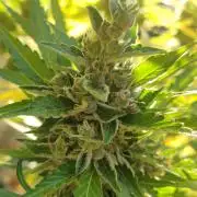 Northern Lights Automatic 2026 Balcony