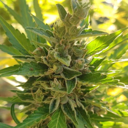Northern Lights Automatic 2026 Balcony