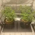 Fruit and Gas
