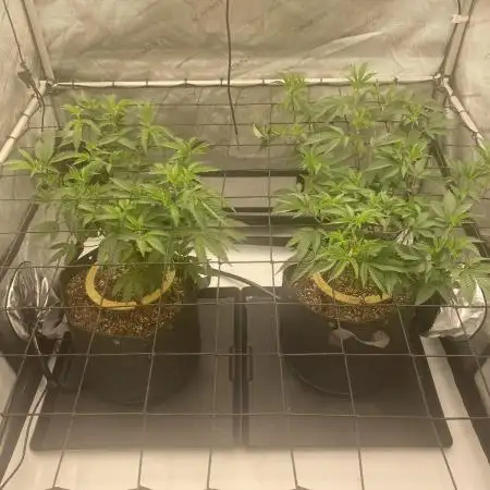 Fruit and Gas