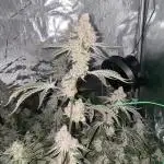 cheetah piss, super boof, p.express 4x4