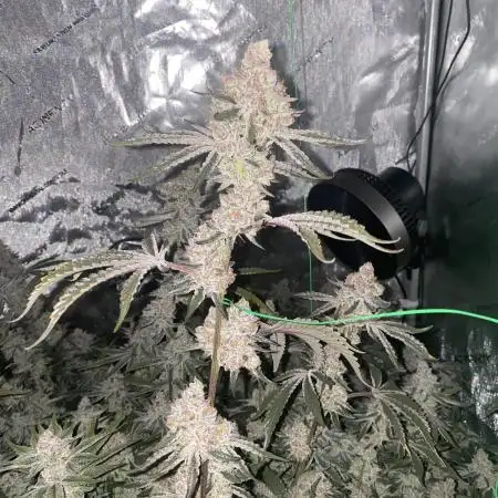 cheetah piss, super boof, p.express 4x4