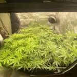 cheetah piss, super boof, p.express 4x4