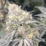 cheetah piss, super boof, p.express 4x4