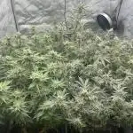 cheetah piss, super boof, p.express 4x4