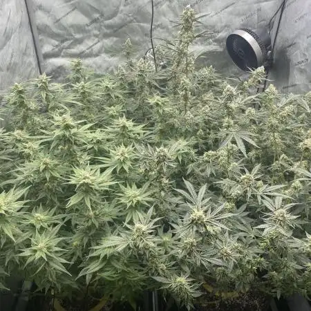 cheetah piss, super boof, p.express 4x4