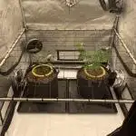 Fruit and Gas