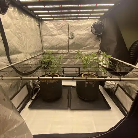 Fruit and Gas
