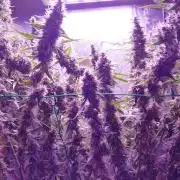 Der 2. Run ! .........die 2. !!!