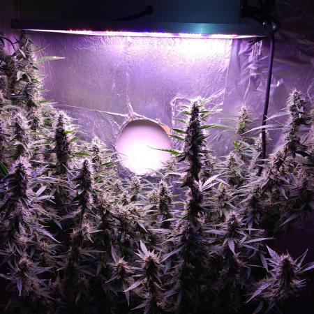 Der 2. Run ! .........die 2. !!!