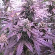 Teufels Plätzchen ! USA Genetics 2026