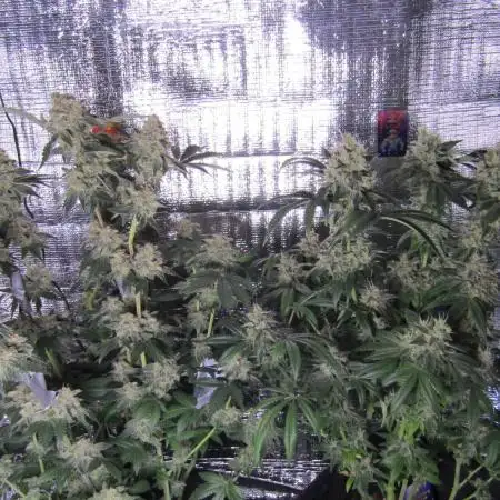 Eternity Grow Cup 2026