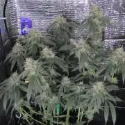 Teufels Plätzchen ! USA Genetics 2026