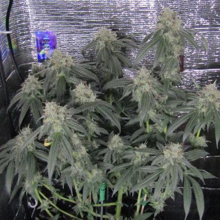 Teufels Plätzchen ! USA Genetics 2026