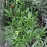 Delicious Seeds 2026 Contest-Golosa