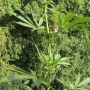 Fast Buds Outdoor 2026 -Guava RF3 Auto