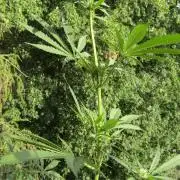 Fast Buds Outdoor 2026 -Guava RF3 Auto