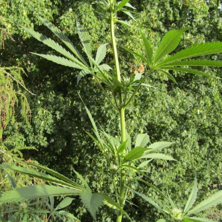 Fast Buds Outdoor 2026 -Guava RF3 Auto