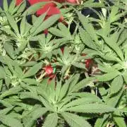 Delicious Seeds 2026 Contest-Golosa