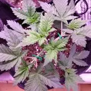 Eternity Grow Cup 2026