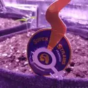 Crackers von Super Strains