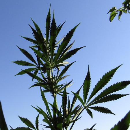 Fast Buds Outdoor 2026 -Guava RF3 Auto